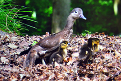 ������ײ �W�D�aHD82��������Z3000�u�y