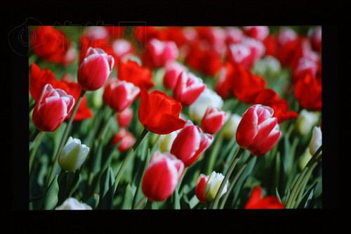 Ó̥�Q��֮�����W�D�aȫ����ͶӰ�u�y