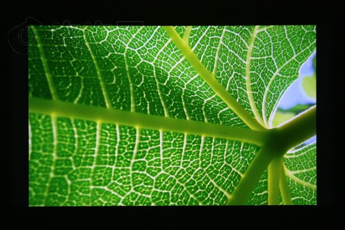 Ó̥�Q��֮�����W�D�aȫ����ͶӰ�u�y