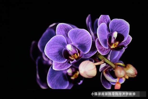 ����ͶӰ�C