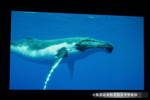 ��������ͶӰ�C